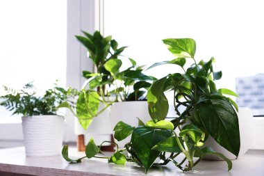 Pencere pervazında güzel saksılar var.