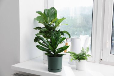 Pencerenin pervazında farklı güzel bitkiler ve sulama tenekeleri var.