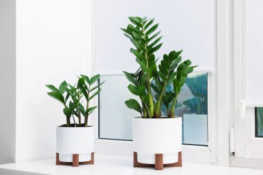 Evdeki pencere pervazında farklı güzel bitkiler.