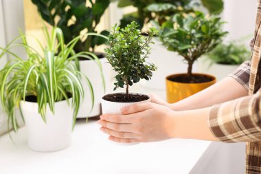 Bir kadın pencerenin pervazına yeşil çiçekleri yerleştiriyor.