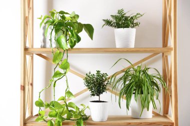İçerideki ahşap raf ünitesinde farklı yeşil bitkiler var.