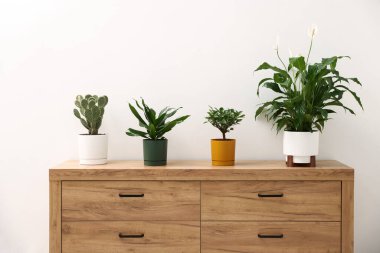 Beyaz duvarın yanındaki ahşap şifoniyerde farklı yeşil bitkiler var.