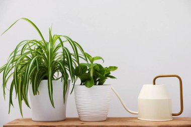 Farklı yeşil bitkiler ve su bidonu beyaz duvarın yanındaki ahşap masada.