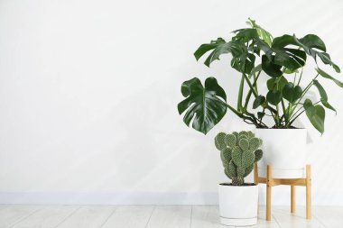 Güzel çömlek canavarı ve dikenli armut kaktüsü beyaz duvarın yanında. Metin için boşluk