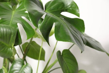 Beyaz duvarın yanında büyüyen güzel canavar, yakın plan.