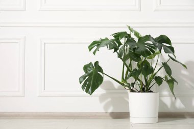 Beyaz duvarın yanında, yerde, tencerede büyüyen güzel bir canavar. Metin için boşluk