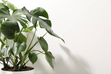 Beyaz duvarın yanında büyüyen güzel bir canavar, yakın plan. Metin için boşluk