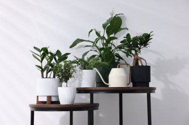 Farklı yeşil bitkiler ve sulama tenekeleri beyaz duvarın yakınındaki ahşap yuva masalarında.