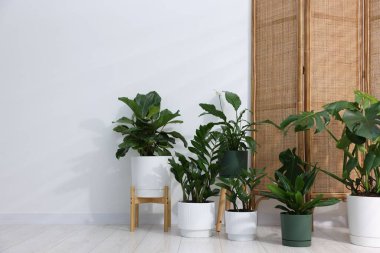 Beyaz duvarın yanında, yerde farklı yeşil bitkiler var.