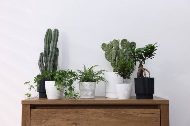 Beyaz duvarın yanındaki ahşap şifoniyerde farklı yeşil bitkiler var.