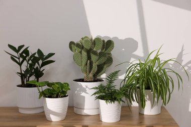 Beyaz duvarın yanındaki ahşap masada güzel saksılar var.