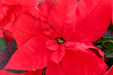 Arka plan olarak güzel kırmızı noktalama (Noel çiçeği), yakın plan