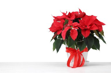 Güzel kırmızı noktalı çiçek (Noel çiçeği) beyaz arkaplanda masanın üzerinde