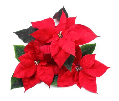 Güzel kırmızı noktalar (Noel çiçekleri) beyaz yapraklarla izole edilmiş, üst manzara