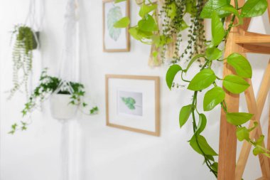 Rafa kaldırma ünitesi ve farklı ev bitkileri, seçici odaklanma. Metin için boşluk