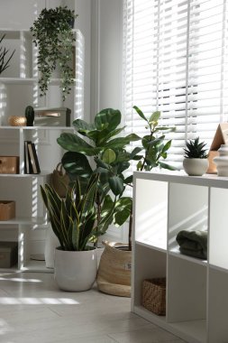 Raf üniteleri ve kapalı alanda yeşil bitkiler. İç tasarım