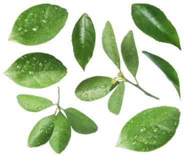 Narenciye bitkisinin yeşil yaprakları beyaz üzerine izole edilmiş.