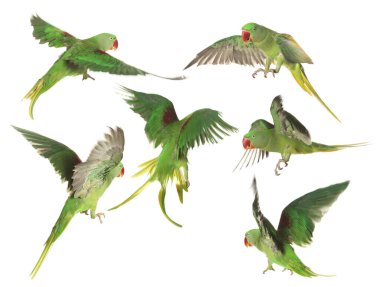 Beyaz arka planda uçan parlak papağan koleksiyonu. Alexandrine muhabbet kuşu