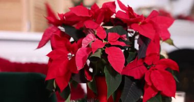 Güzel kırmızı noktalı yıldız (Noel çiçeği) kapalı alanda, yakın plan. Kamera sağa hareket ediyor