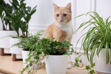 Şirin kızıl kedi ve ahşap masa üzerindeki farklı ev bitkileri.