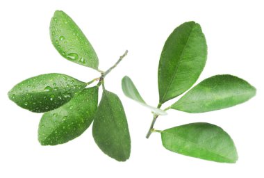 Narenciye bitkisinin yeşil yaprakları beyaz üzerine izole edilmiş.