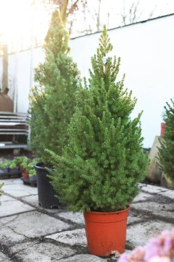 Pazarda saksılarda bir sürü küçük ladin ağacı var. Noel kutlaması