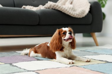 Şövalye Kral Charles evdeki halının üstünde köpek.
