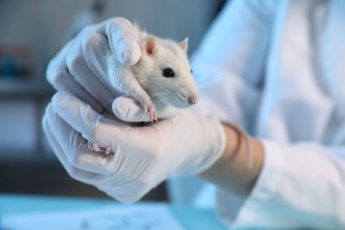 Laboratuvarda fareyle çalışan bilim adamı, yakın plan.