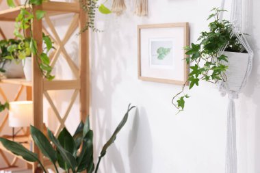 Rafa kaldırma ünitesi ve farklı ev bitkileri, seçici odaklanma