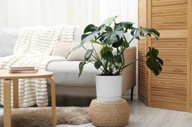 Canavar çiçekli şık bir oda, rahat bir kanepe ve sehpa. İç tasarım