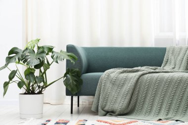 Rahat kanepenin yanında canavar bitkisi olan şık bir oda. İç tasarım