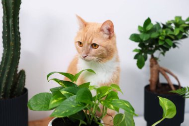 Tatlı kızıl kedi ve farklı ev bitkileri.