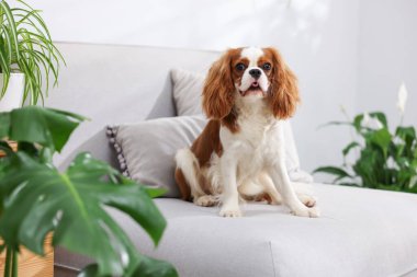 Kanepede sevimli bir köpek ve evdeki yeşil bitkiler.