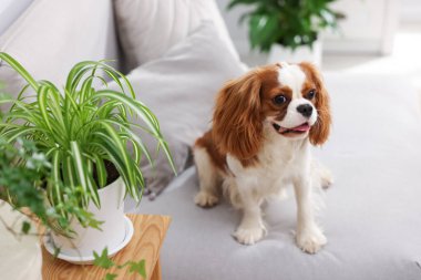 Kanepede sevimli bir köpek ve evdeki yeşil bitkiler.