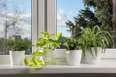 Pencere pervazında güzel saksılar var.