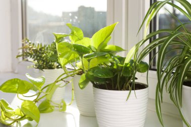 Pencere pervazında güzel saksılar, kapalı kapılar.