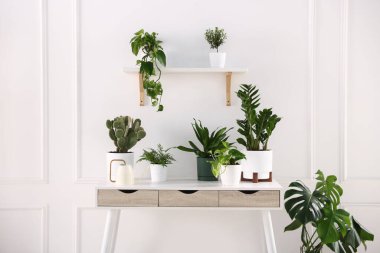 Beyaz masa ve raflarda farklı yeşil bitkiler var.