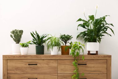 Beyaz duvarın yanındaki ahşap şifoniyerde farklı yeşil bitkiler var.