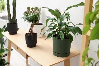 Beyaz duvarın yanındaki ahşap masada farklı yeşil bitkiler var.