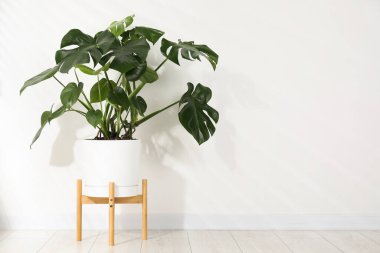 Beyaz duvarın yanında, yerde, tencerede büyüyen güzel bir canavar. Metin için boşluk