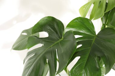 Beyaz arka planda büyüyen güzel canavar, yakın plan