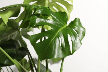 Beyaz duvarın yanında büyüyen güzel canavar, yakın plan.