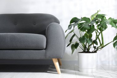 Güzel bir canavar tencerede büyüyor ve beyaz duvarın yanındaki kanepede. İç tasarım