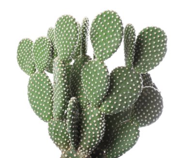 Güzel dikenli armut kaktüsü beyaza izole edilmiş.