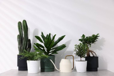 Kapalı alandaki beyaz duvarın yanındaki gri masada farklı yeşil bitkiler ve sulama kutuları var.