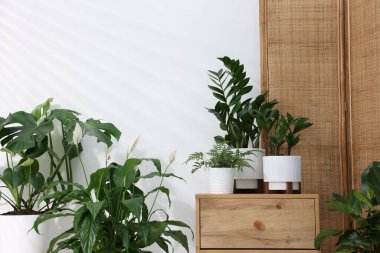 Beyaz duvarın yanında farklı yeşil bitkiler var.