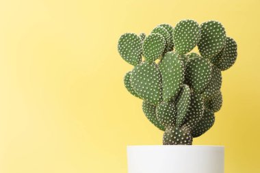 Sarı arka planda çanakta dikenli armut kaktüsü, yakın plan. Metin için boşluk