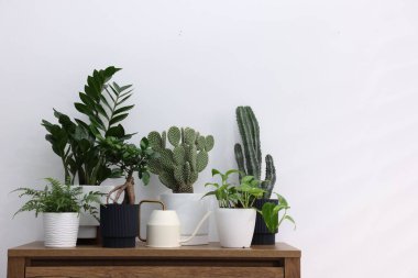 Beyaz duvarın yanındaki ahşap şifoniyerde farklı yeşil bitkiler ve sulama tenekeleri var.