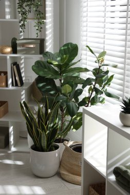 Raf üniteleri ve yeşil bitkiler kapalı, yakın çekim. İç tasarım