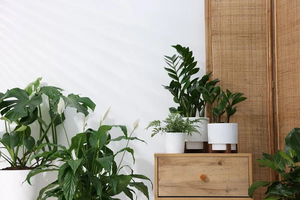 Beyaz duvarın yanında farklı yeşil bitkiler var.